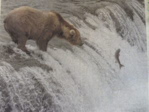 Cl;ose up of photo of printed fabric of bear fishing. Printed on marbled printable cotton fabric