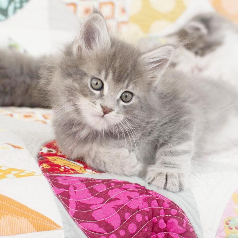 Kitten on Quilt