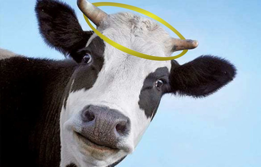 Photo of black and white cow with drawn halo